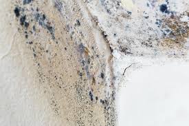 Best Commercial Mold Inspection  in USA